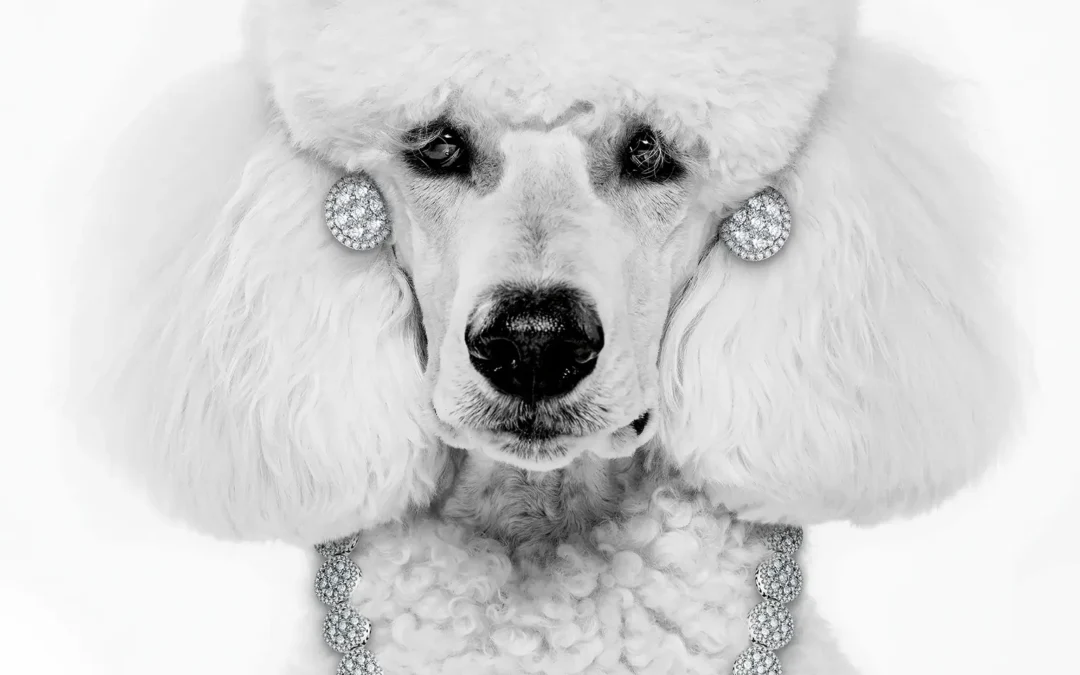 Diamond Dogs, Dripping in Dazzling Designs